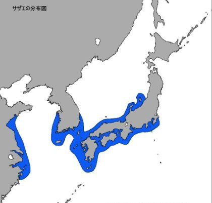 精品国产美女福领在线 香精与香料(93)—甲香