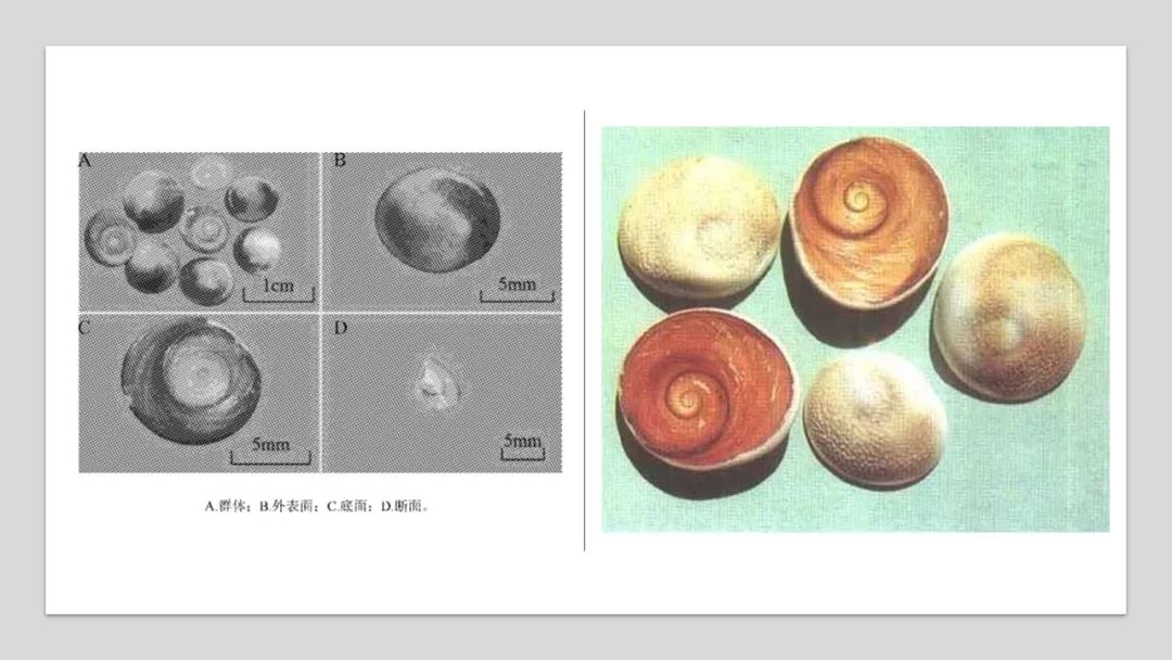 精品国产美女福领在线 香精与香料(93)—甲香