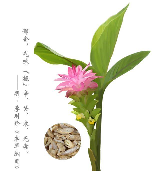极品网红诱惑一区在线 香精与香料(97)—郁金