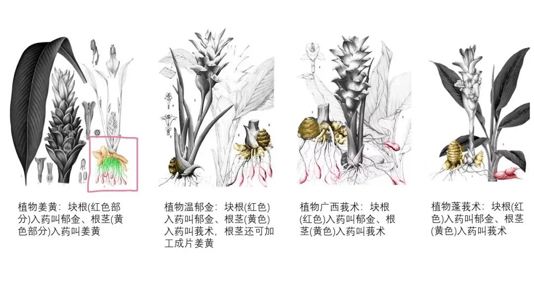 极品网红诱惑一区在线 香精与香料(97)—郁金