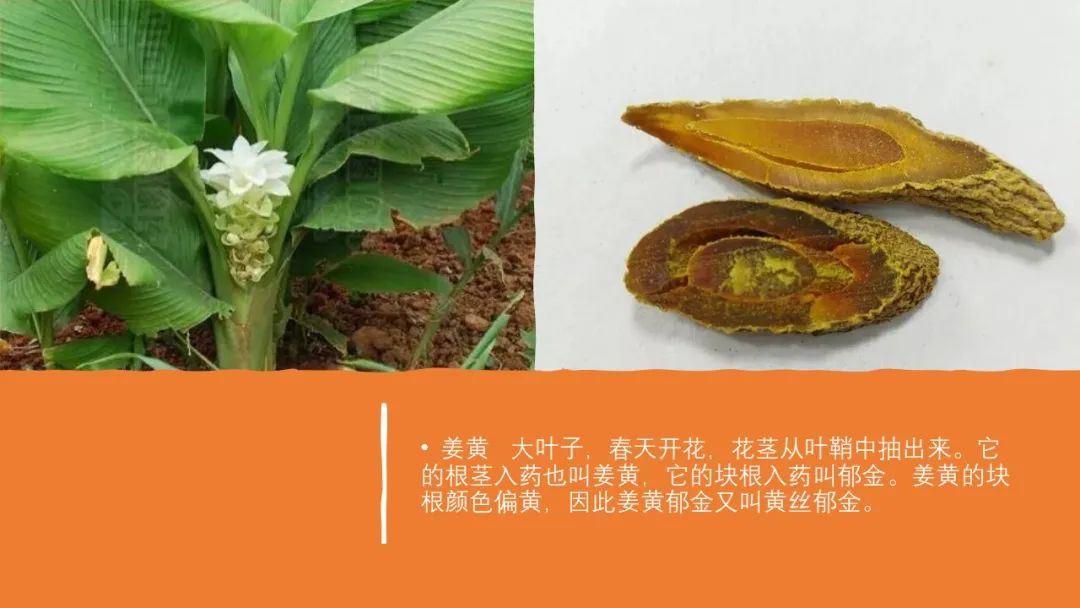 极品网红诱惑一区在线 香精与香料(97)—郁金