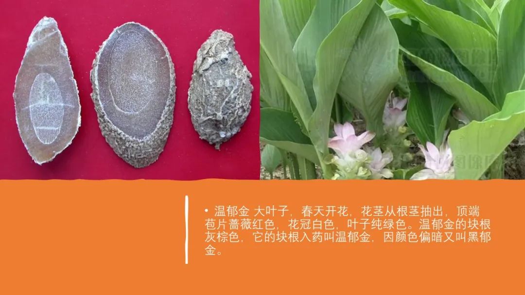 极品网红诱惑一区在线 香精与香料(97)—郁金