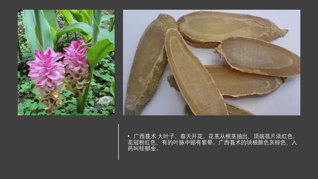 极品网红诱惑一区在线 香精与香料(97)—郁金