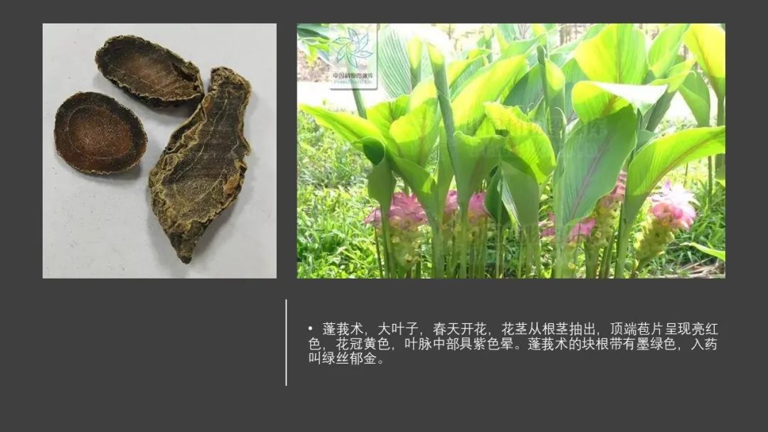 极品网红诱惑一区在线 香精与香料(97)—郁金