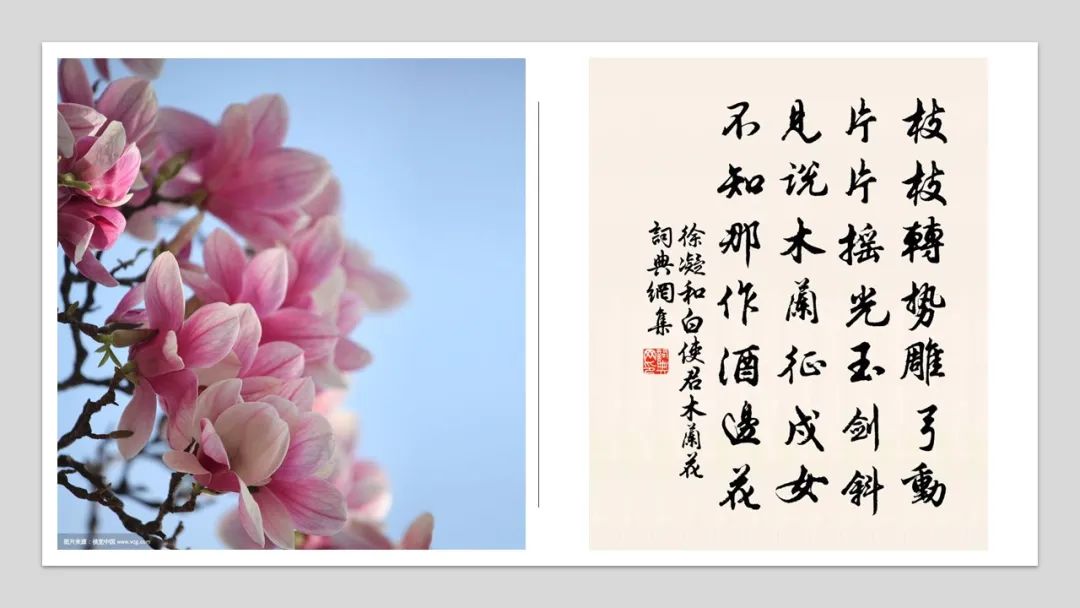 极品网红诱惑一区在线 香精与香料(98)—辛夷