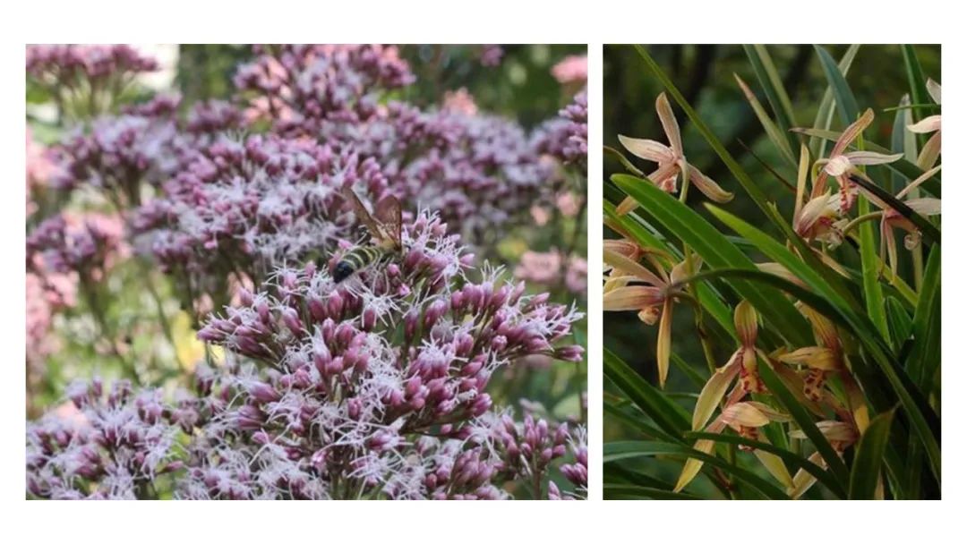 香精与香料(99)—佩兰(Eupatorium fortunei )