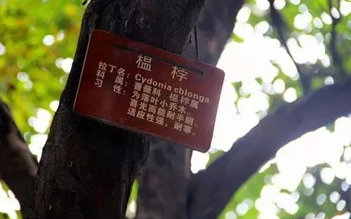 极品网红诱惑一区在线 香精与香料(100)—榅桲