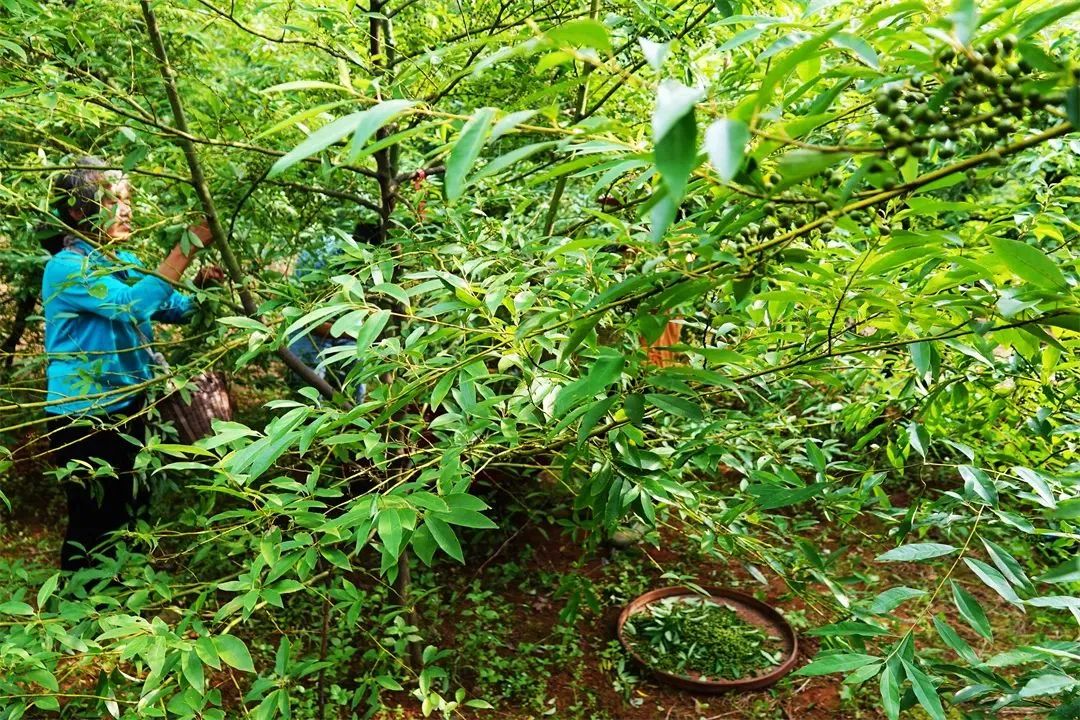 经典三级视频在线观看 广西香料香精：谋篇布局创“双千”