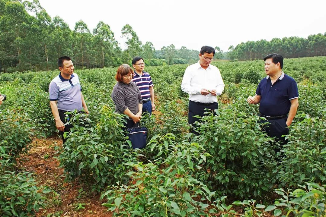 经典三级视频在线观看 广西香料香精：谋篇布局创“双千”