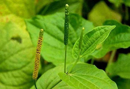 经典三级视频在线观看 香精与香料(102)-荜茇