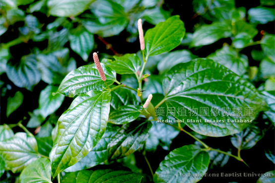 经典三级视频在线观看 香精与香料(102)-荜茇