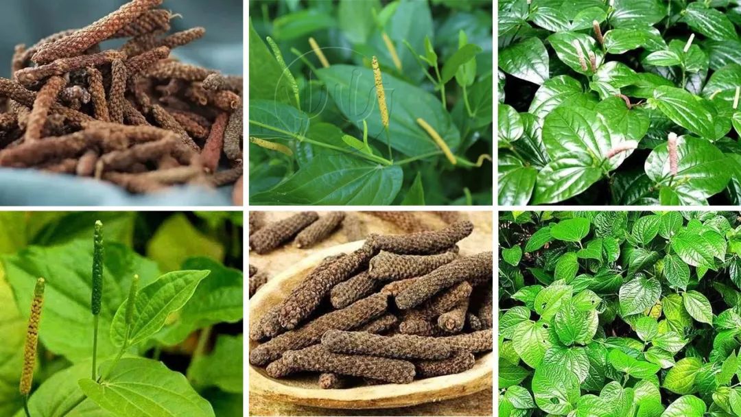 经典三级视频在线观看 香精与香料(102)-荜茇