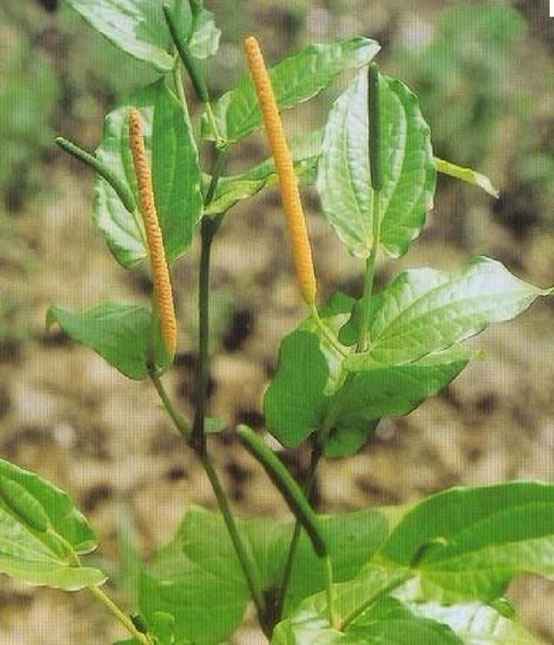 经典三级视频在线观看 香精与香料(102)-荜茇