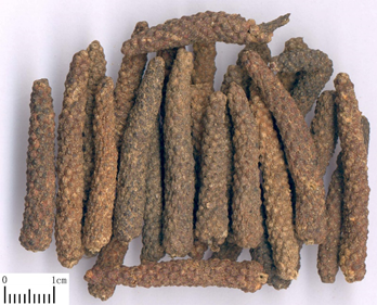 经典三级视频在线观看 香精与香料(102)-荜茇