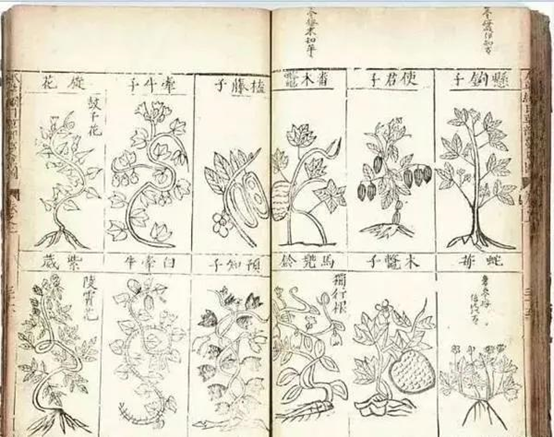 经典三级视频在线观看 香精与香料(102)-荜茇