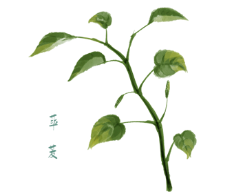 经典三级视频在线观看 香精与香料(102)-荜茇
