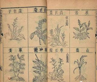 精品国产美女福领在线 香精与香料(103)—山奈