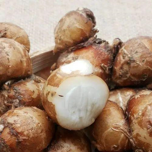 精品国产美女福领在线 香精与香料(103)—山奈