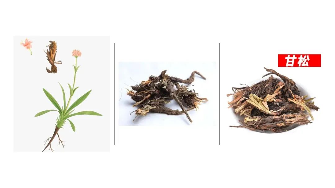 极品网红诱惑一区在线 香精与香料(104)—甘松