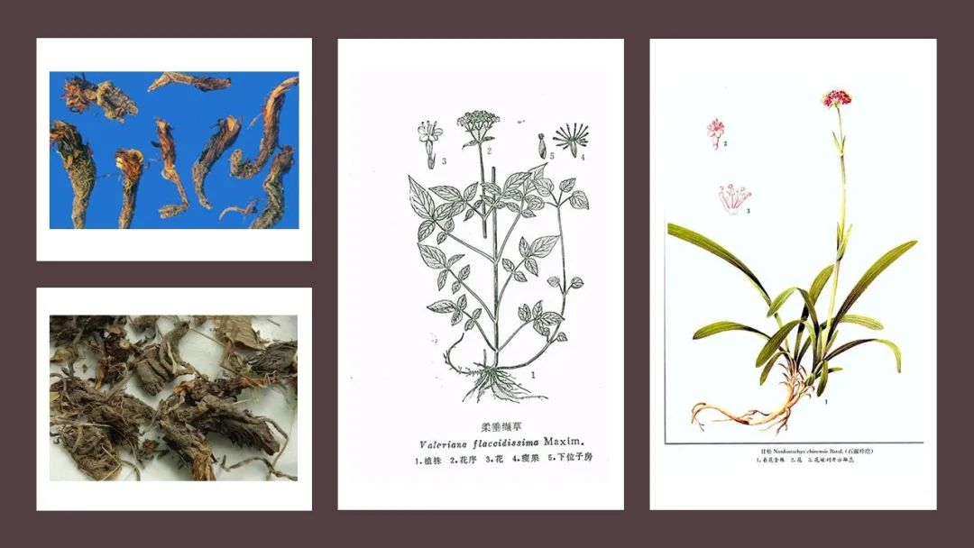 极品网红诱惑一区在线 香精与香料(104)—甘松