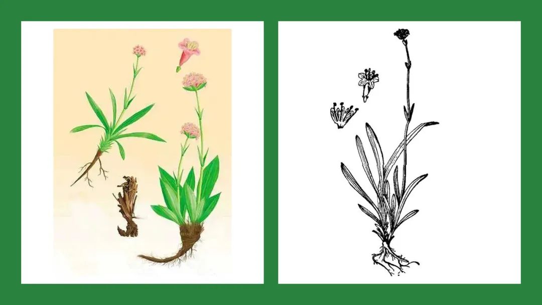 极品网红诱惑一区在线 香精与香料(104)—甘松