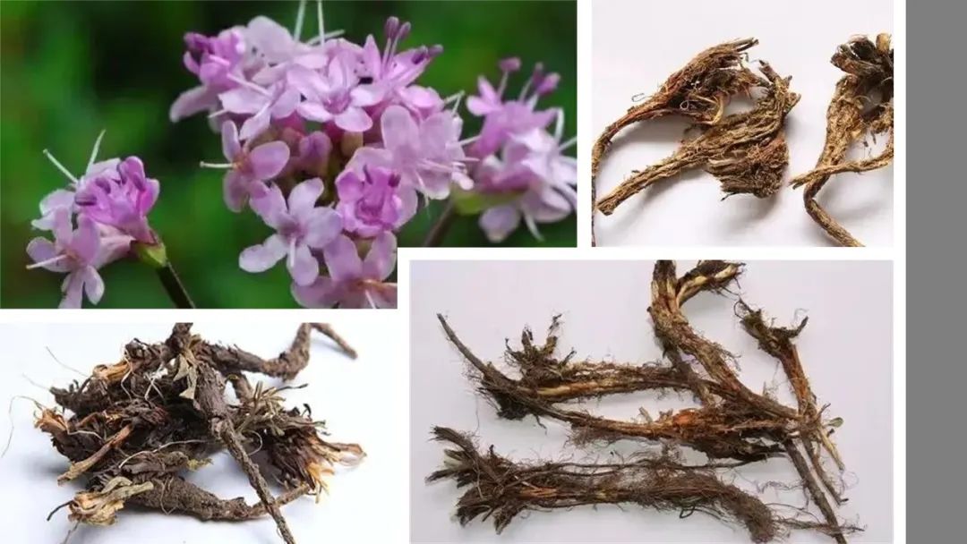极品网红诱惑一区在线 香精与香料(104)—甘松