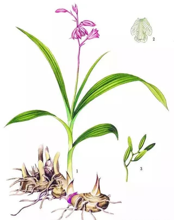 经典三级视频在线观看 香精与香料(105)—白芨