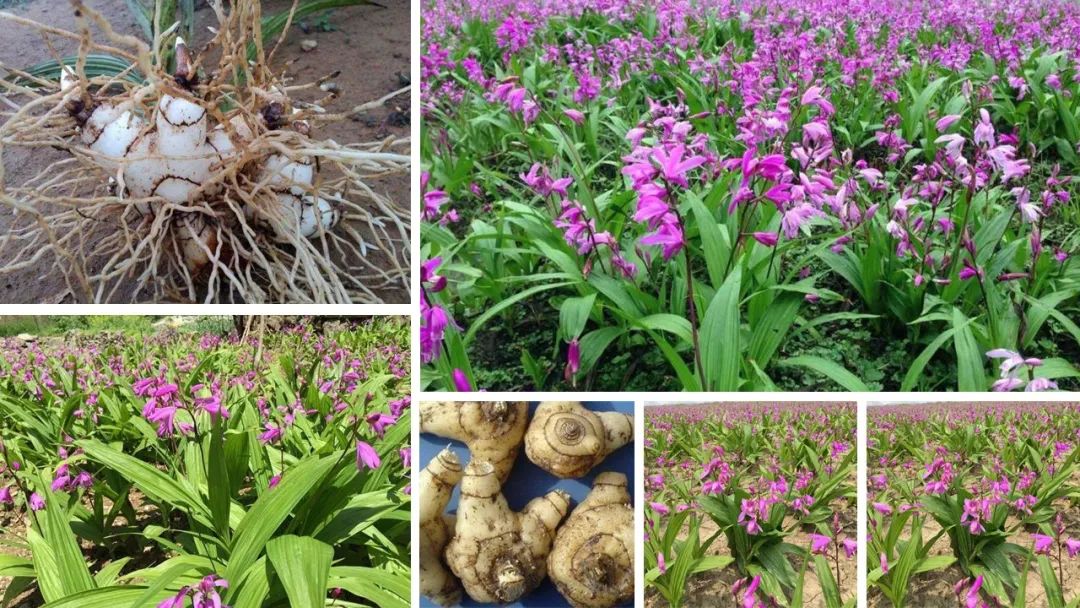 经典三级视频在线观看 香精与香料(105)—白芨