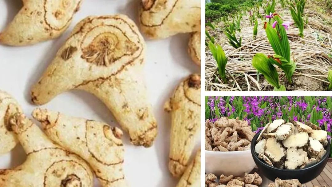 经典三级视频在线观看 香精与香料(105)—白芨