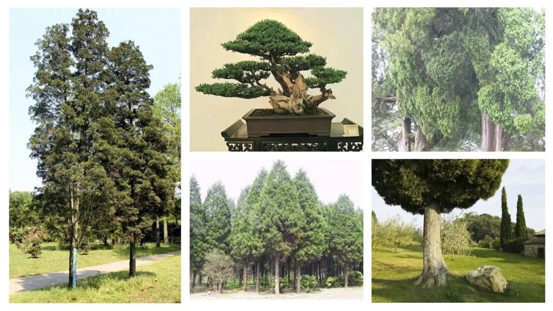 精品国产美女福领在线 香精与香料(106)—柏木