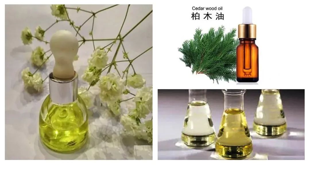 精品国产美女福领在线 香精与香料(106)—柏木