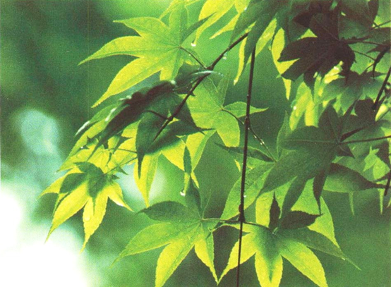 经典三级视频在线观看 香精与香料(107)—詹糖香