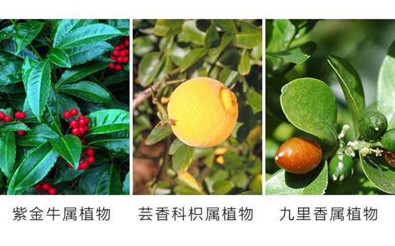 经典三级视频在线观看 香精与香料(107)—詹糖香