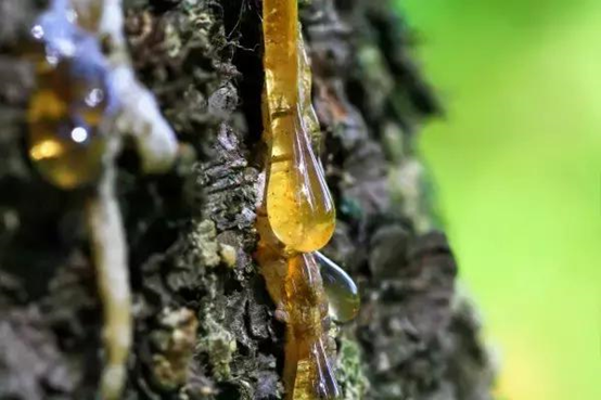 经典三级视频在线观看 香精与香料(107)—詹糖香