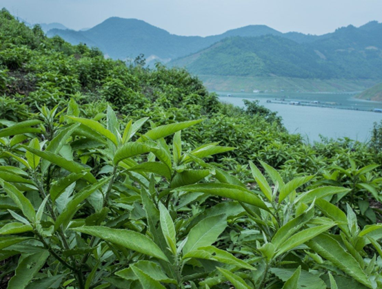 经典三级视频在线观看 香精与香料(108)—艾纳香