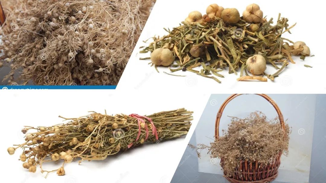 经典三级视频在线观看 香精与香料(109)—骆驼蓬