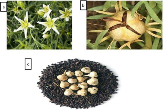 经典三级视频在线观看 香精与香料(109)—骆驼蓬