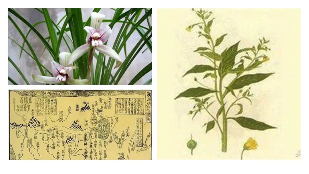 精品国产美女福领在线 芳香防疫——中国古代的抗疫智慧
