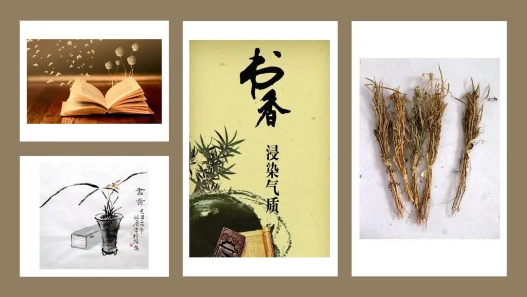 精品国产美女福领在线 香精与香料(111)—芸香