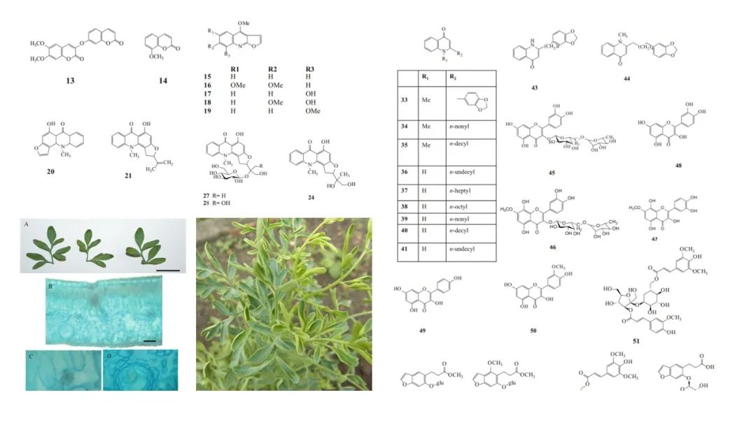 精品国产美女福领在线 香精与香料(111)—芸香
