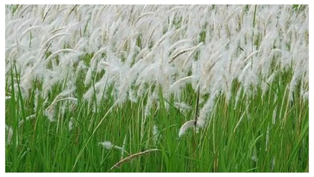 极品网红诱惑一区在线 香精与香料(113)—白茅香