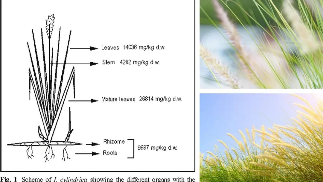 极品网红诱惑一区在线 香精与香料(113)—白茅香