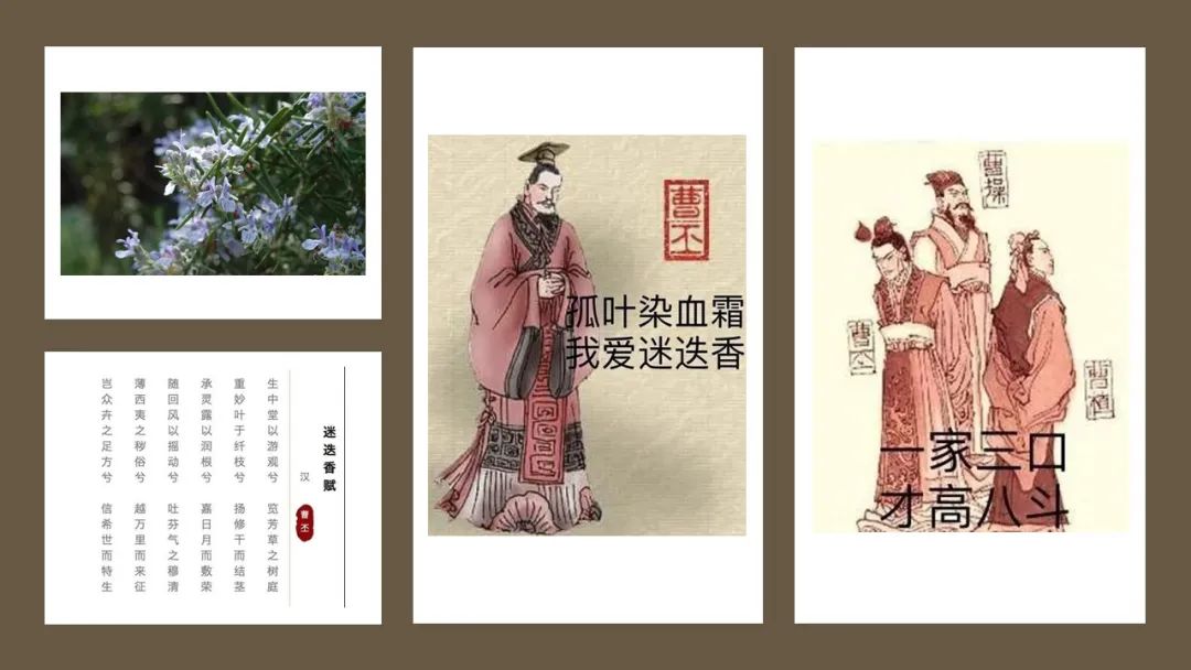 极品网红诱惑一区在线 香精与香料(115)—迷迭香