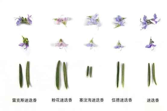 极品网红诱惑一区在线 香精与香料(115)—迷迭香