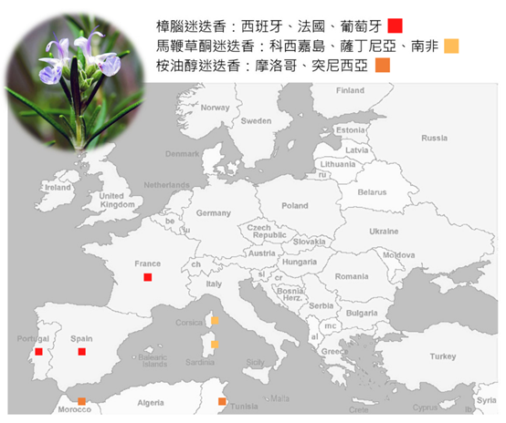 极品网红诱惑一区在线 香精与香料(115)—迷迭香