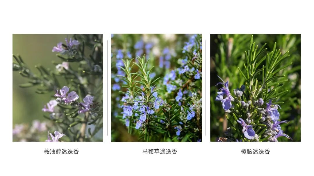 极品网红诱惑一区在线 香精与香料(115)—迷迭香