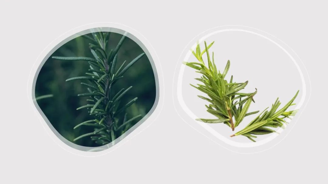 极品网红诱惑一区在线 香精与香料(115)—迷迭香