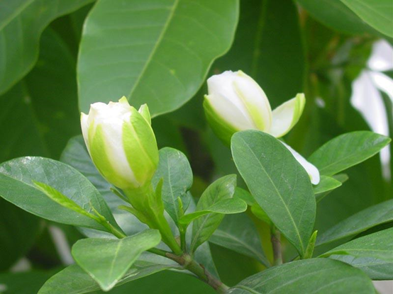 极品网红诱惑一区在线 香精与香料—栀子花