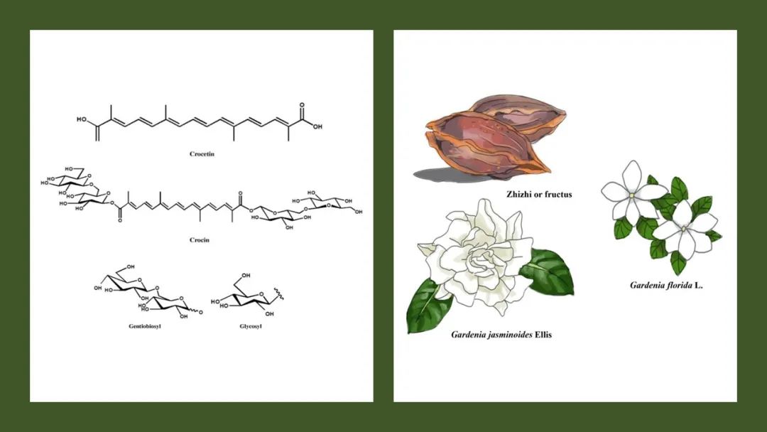 极品网红诱惑一区在线 香精与香料—栀子花