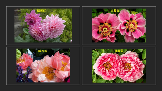 经典三级视频在线观看 香精与香料(119)—芍药